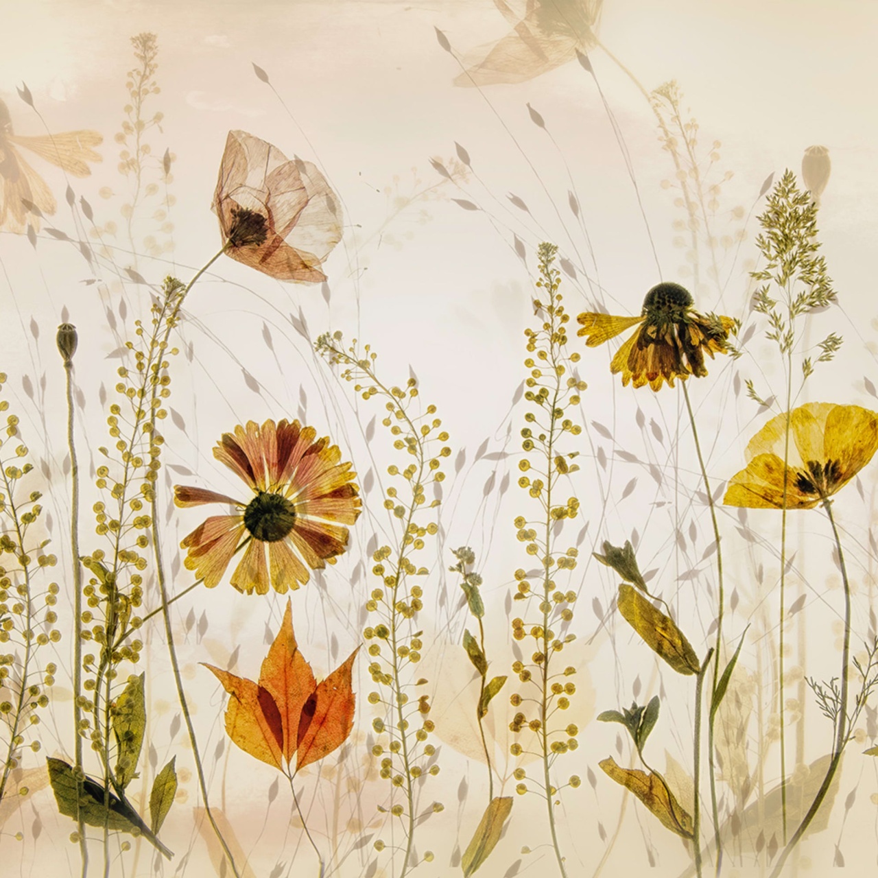 Fototapet, Midsummer Meadow, Rebel Walls - 2