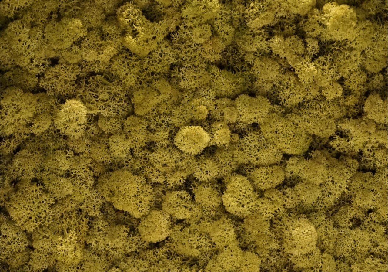 Panou decorativ din muschi, Torvtak Icemoss Lime Green - Img 1