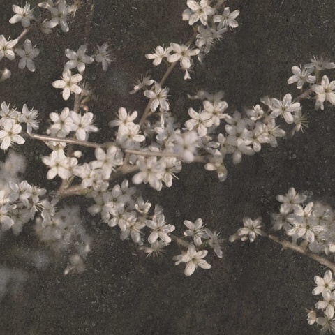 Fototapet, Apple Bloom, Dark, Rebel Walls - Img 2
