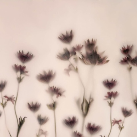 Fototapet, Astrantia, Pink, Rebel Walls - Img 2