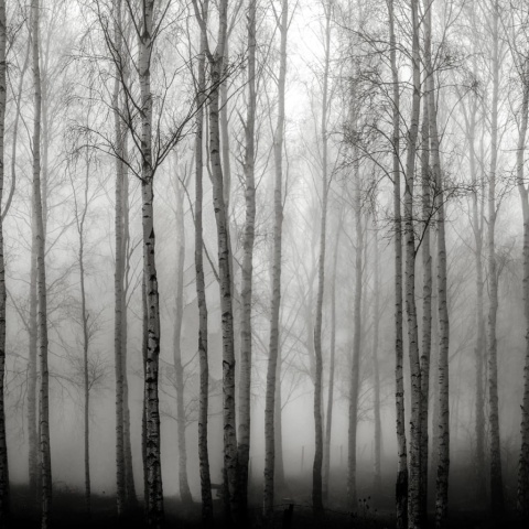 Fototapet, Birch Fog, Black &amp; White, Rebel Walls - Img 2
