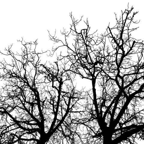Fototapet, Branches, Rebel Walls - Img 2