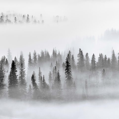 Fototapet, Calm Forest, Rebel Walls - Img 2