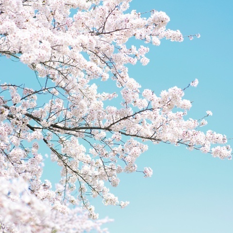 Fototapet, Cherry Tree, Rebel Walls - Img 2
