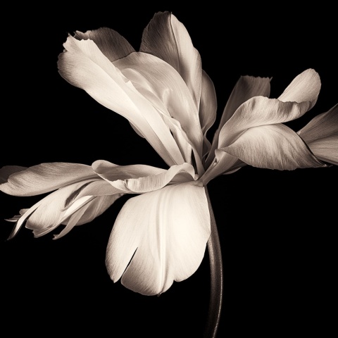 Fototapet, Dramatic Flower, Rebel Walls - Img 2
