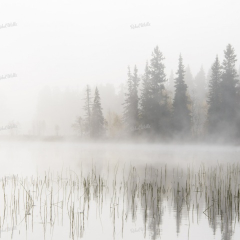 Fototapet, Frosty Lake, Rebel Walls - Img 4