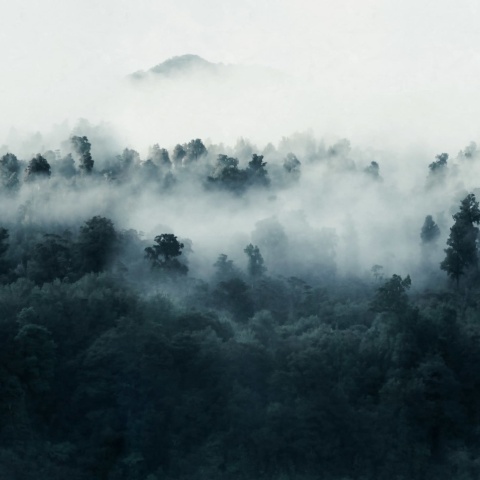 Fototapet, Misty Woodland, Blue, Rebel Walls - Img 2