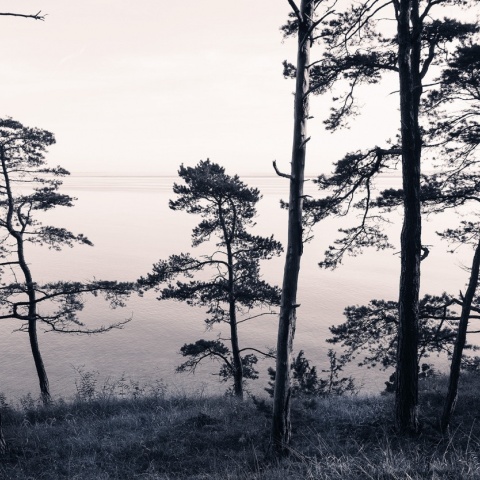 Fototapet, Old Pine Trees, Rebel Walls - Img 2