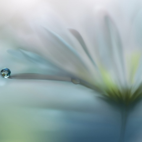 Fototapet, Raindrop, Rebel Walls - Img 2