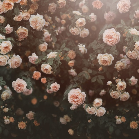 Fototapet, Regal Rose, Apricot, Rebel Walls - Img 2