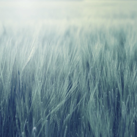 Fototapet, Rye Field, Turquoise, Rebel Walls - Img 2