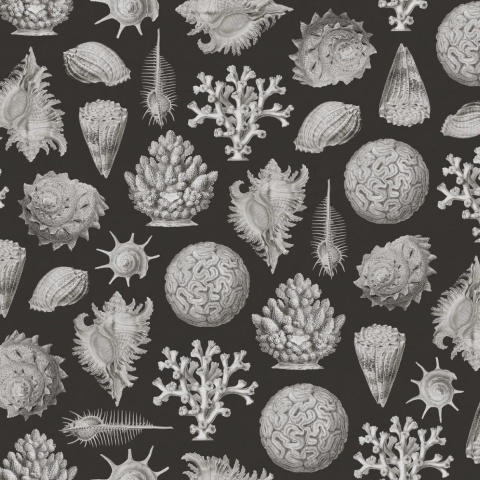 Fototapet, Seashells, Graphite, Rebel Walls - Img 2