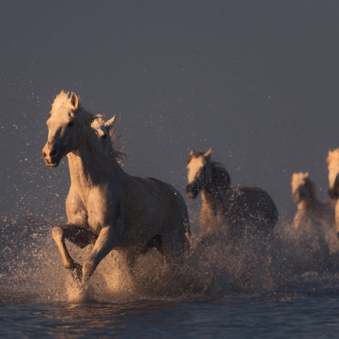 Fototapet, Wild Horses, Rebel Walls - Img 2