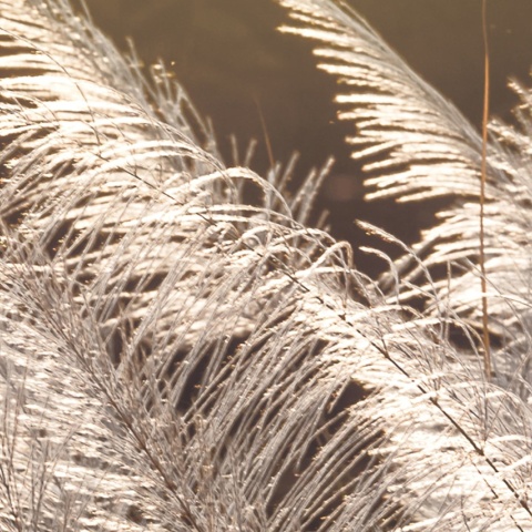 Fototapet, Winter Straw, Rebel Walls - Img 3