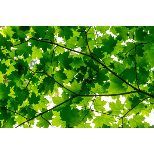 Tapet Maple Leaves, Rebel Walls - Img 2