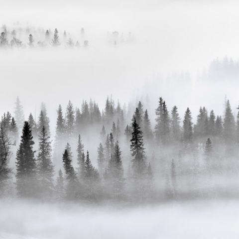 Fototapet, Calm Forest, Rebel Walls - Img 2