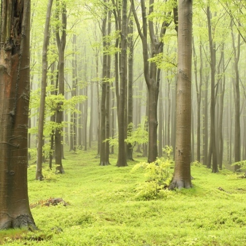 Fototapet, Deciduous Forest, Rebel Walls - Img 2