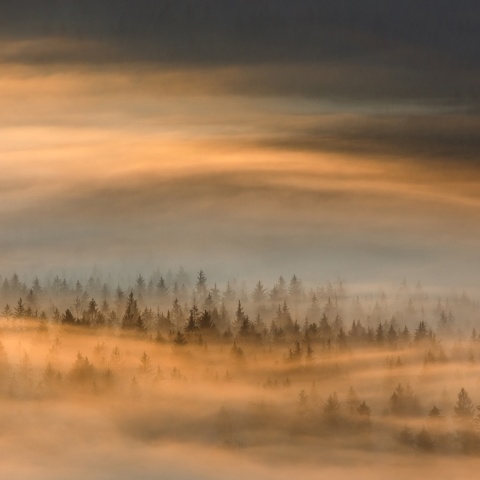 Fototapet, Golden Fir Forest, Rebel Walls - Img 2