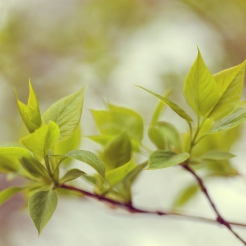 Fototapet, Green Leaves, Rebel Walls - Img 2