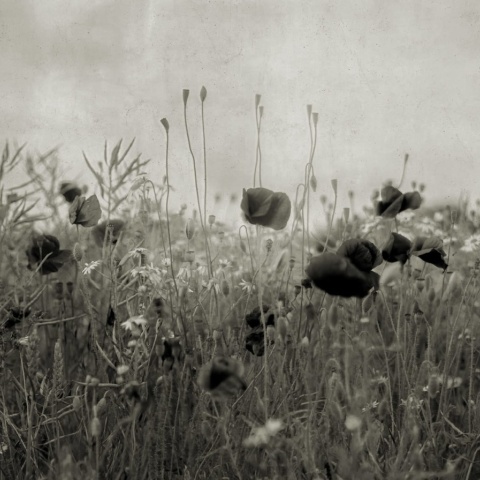 Fototapet, Poppy Field, Vintage, Rebel Walls - Img 2