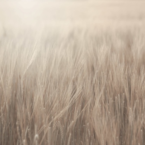 Fototapet, Rye Field, Beige, Rebel Walls - Img 2
