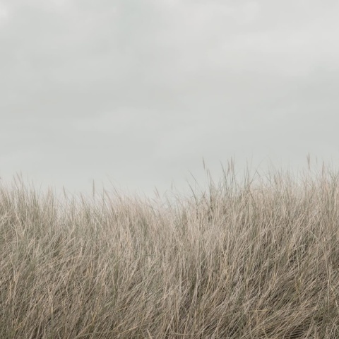 Fototapet, Scandinavian Reed, Beige, Rebel Walls - Img 2