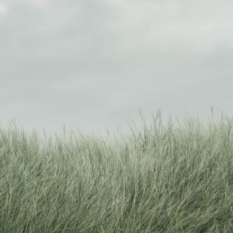 Fototapet, Scandinavian Reed, Green, Rebel Walls - Img 5