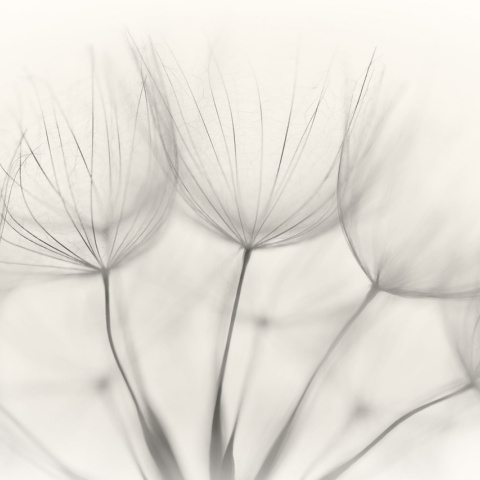 Fototapet, Soft Seeds, Rebel Walls - Img 4