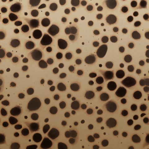 Fototapet, Spotted Puffer, Animal, Rebel Walls - Img 5