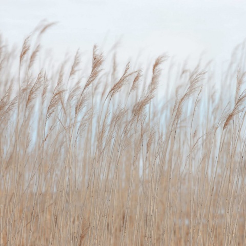 Fototapet, Swaying Reed, Rebel Walls - Img 2