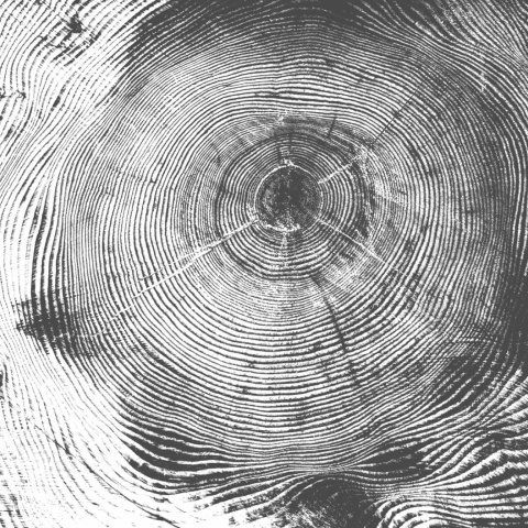 Fototapet, Tree Cut, Black, Rebel Walls - Img 2