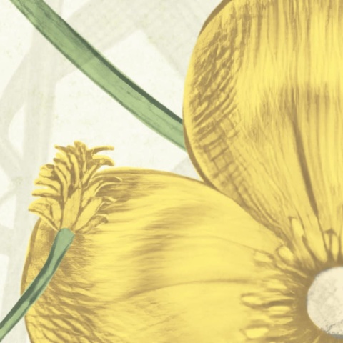 Fototapet, Vintage Buttercups, Yellow, Rebel Walls - Img 4