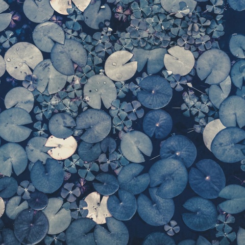 Fototapet, Water Lilies, Blue, Rebel Walls - Img 2