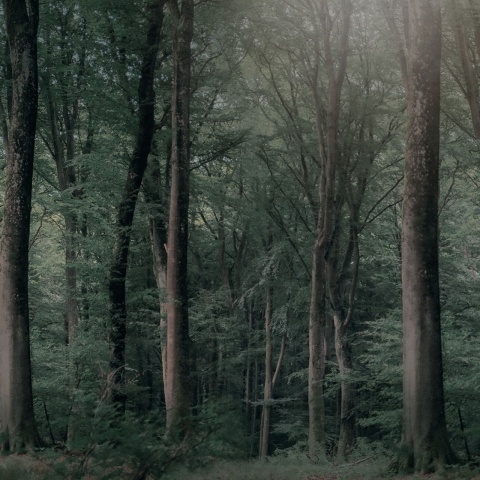Fototapet, Whispering Woods, Dark Green, Rebel Walls - Img 2