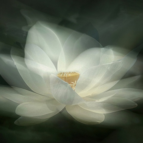 Fototapet, White Waterlily, Rebel Walls - Img 4