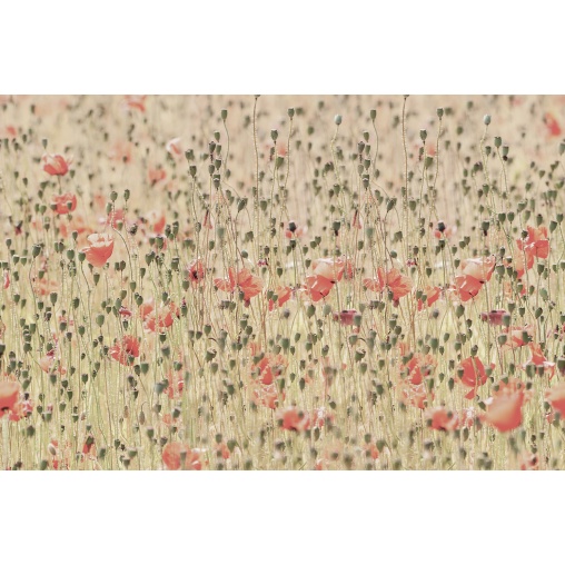 Tapet Poppies, Rebel Walls - Img 2