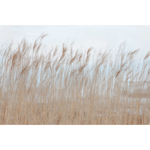 Tapet Swaying Reed, Rebel Walls - Img 2