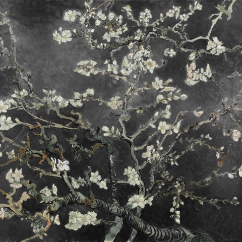 Fototapet, Almond Blossom, Black, Rebel Walls - Img 2