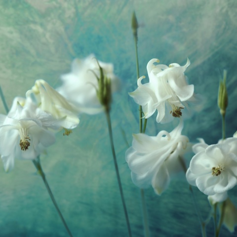 Fototapet, Aquilegia Flower, Rebel Walls - Img 2