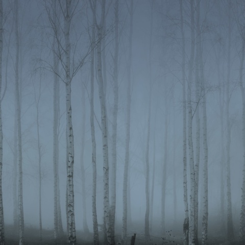 Fototapet, Birch Fog, Blue, Rebel Walls - Img 2