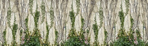 Fototapet, Climbing Ivy, Rebel Walls - Img 5
