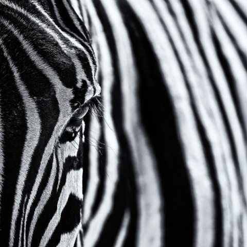 Fototapet, Close Up Zebra, Rebel Walls - Img 2