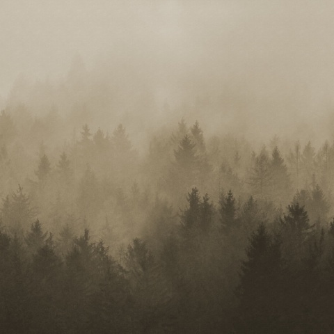 Fototapet, Cloudy Forest, Brown, Rebel Walls - Img 2