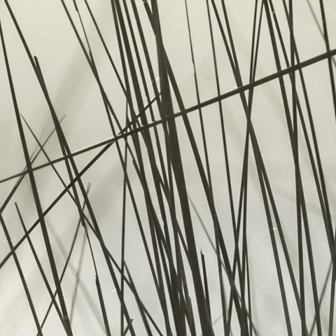 Fototapet, Coastal Reed, Rebel Walls - Img 3