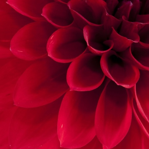 Fototapet, Dahlia, Rebel Walls - Img 2