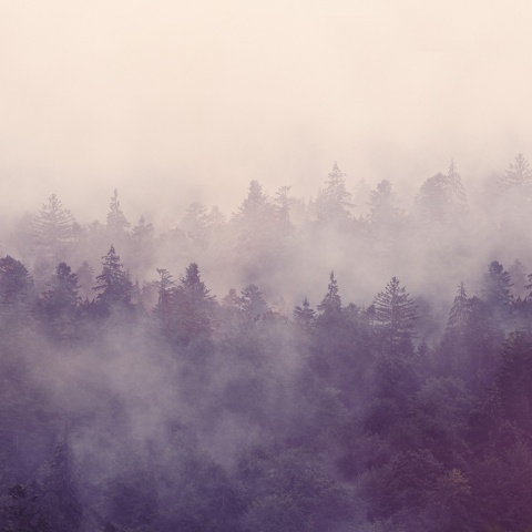 Fototapet, Fir Forest, Rebel Walls - Img 6