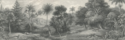 Fototapet, Jungle Land, Vintage, Rebel Walls - Img 6
