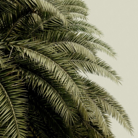 Fototapet, Leaf Love, Rebel Walls - Img 2