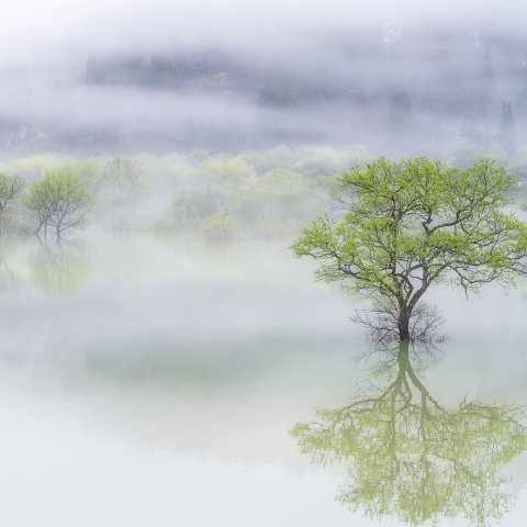 Fototapet, Misty Tree, Rebel Walls - Img 2