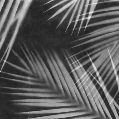 Fototapet, Palm Gaze, Black &amp; White, Rebel Walls - Img 2